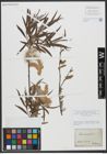 Foto von Salix viminalis L.